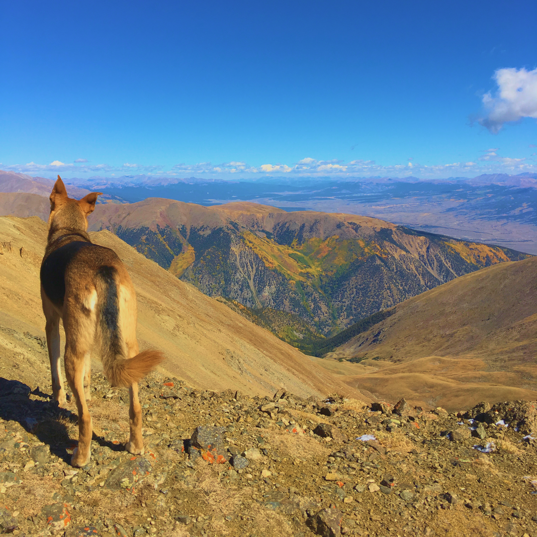 a dog on top of mountain looking over a canyon and more mountains in the distance with a big blue sky